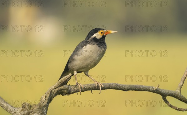 Indian pied myna (Gracupica contra) on a branch with a blurred natural background, Gazipur, Bangladesh
