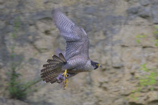 Peregrine falcon (Falco peregrinus), Peregrine falcon, flying with prey on a rock wall, biosphere area, Swabian Jura, Baden-Württemberg, Germany