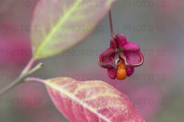 Common spindle bush (Euonymus europaeus), fruits, Emsland, Lower Saxony, Germany