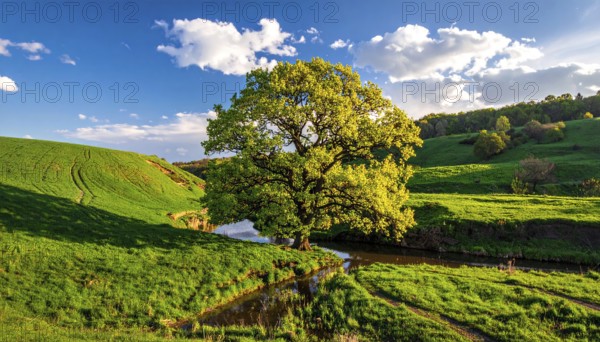 A serene landscape featuring a large tree by a stream at sunset with vibrant green grass and blooming flowers, spring landscape, the oak branch of nature, clear blue sky, idyllic atmosphere with green grass meadow, hills in the calm nature, AI generated