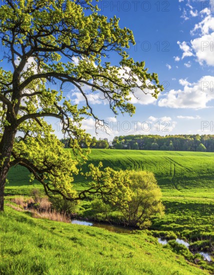 A serene landscape featuring a large tree by a stream at sunset with vibrant green grass and blooming flowers, spring landscape, the oak branch of nature, clear blue sky, idyllic atmosphere with green grass meadow, hills in the calm nature, AI generated