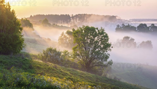 A misty field at sunrise with soft light illuminating trees and greenery, creating a serene atmosphere, spring or summer landscape, morning and the first sun lights at sunrise in fog, clear sky, idyllic nature with calm atmosphere, trees on hills, foggy river with mist, AI generated