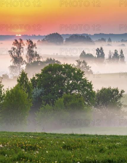 A misty field at sunrise with soft light illuminating trees and greenery, creating a serene atmosphere, spring or summer landscape, morning and the first sun lights at sunrise in fog, clear sky, idyllic nature with calm atmosphere, trees on hills, foggy river with mist, AI generated