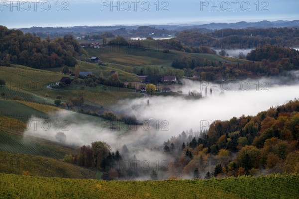 Sunrise, typical landscape in autumn with vineyards and fog, South Styrian hills, South Styrian wine route, Styria, Austria