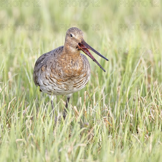 Blacktail (Limosa limosa) runs on the shore of a lake in a moor, snipe birds, wildlife, nature photography, oxmoor, Dümmer See, Hüde, Lower Saxony, Germany