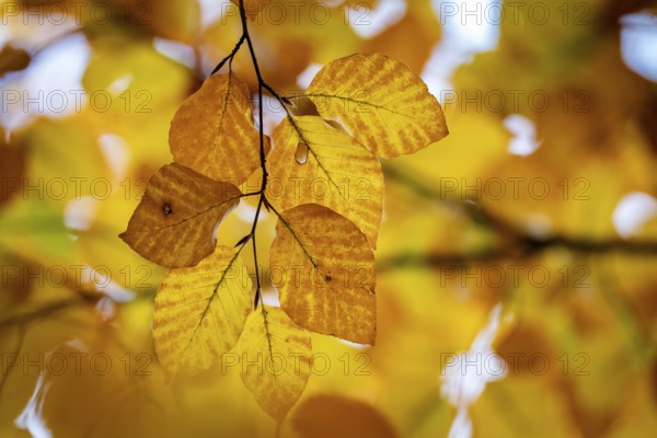 Yellow-brown colored beech leaves, autumn, Stuttgart, Germany