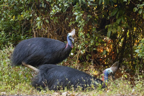 Mating behavior of helmet cassowaries in the Queensland rainforest Australia
