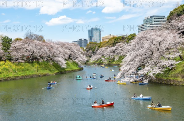 Chidorigafuchi Canal with rowing boats, blooming cherry trees on the shore, castle moat, Japanese cherry blossom in spring, Hanami festival, Chidorigafuchi Green Way, Tokyo, Japan