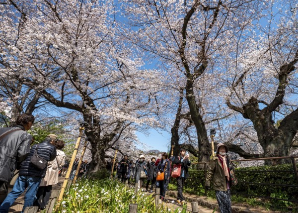 People walking under blooming cherry trees, Japanese cherry blossoms in spring, Hanami Festival, Chidorigafuchi Green Way, Tokyo, Japan