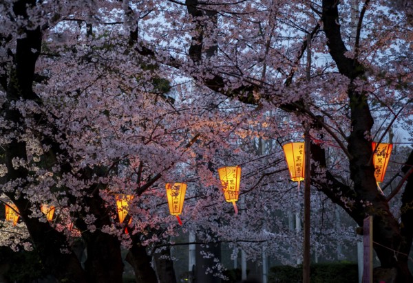Blooming cherry trees and illuminated lanterns with Japanese writing in the evening, Hanami festival in spring, Ueno Park, Tokyo, Japan