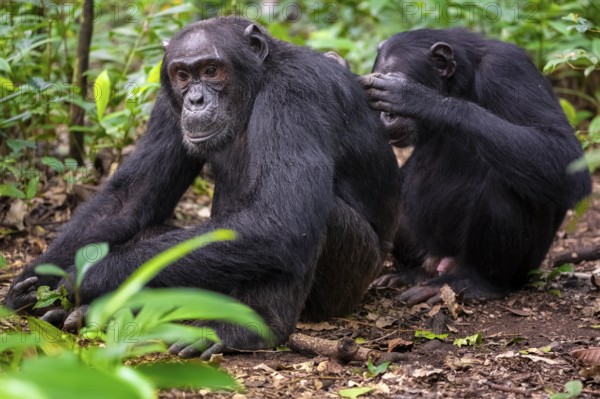 Two chimpanzees (Pan Troglodytes), adult male spawning, grooming in the jungle, Kibale National Park, Uganda