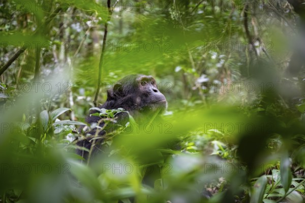 Chimpanzee (Pan Troglodytes), male looking thoughtfully, on the ground, mood, green jungle in Kibale National Park, Uganda
