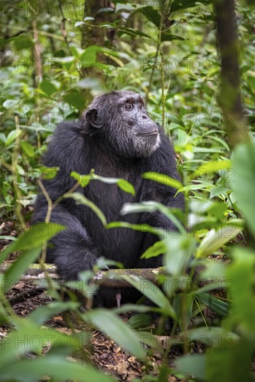 Chimpanzee (Pan Troglodytes), male on the ground, jungle in Kibale National Park, Uganda