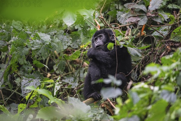 Mountain gorilla (Gorilla beringei beringei), juvenile, Bwindi Impenetrable Forest, Uganda