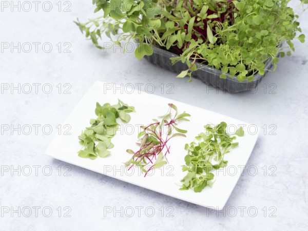 Microgreens of arugula, beetroot and radish are ready to be added in a healthy spring salad