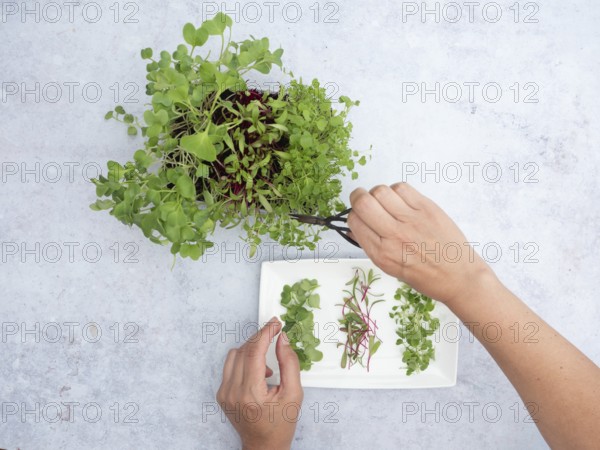 Hands picking fresh homegrown sprouts of arugula, beetroot and radishes from a small pot for a healthy salad