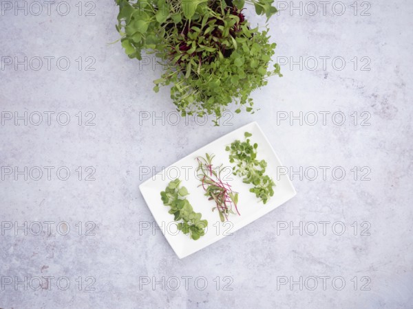 Freshly harvested microgreens of arugula, beetroot, and radishes, ready to enrich salads and other culinary creations