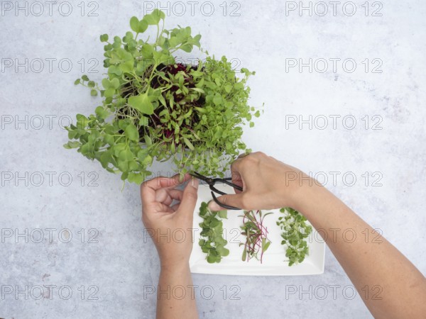 Hands cutting fresh homegrown sprouts of arugula, beetroot and radishes with scissors for a healthy salad