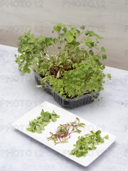 Homegrown microgreens including arugula, beetroot, and radish, thriving in a container and displayed on a plate, ready for a healthy salad