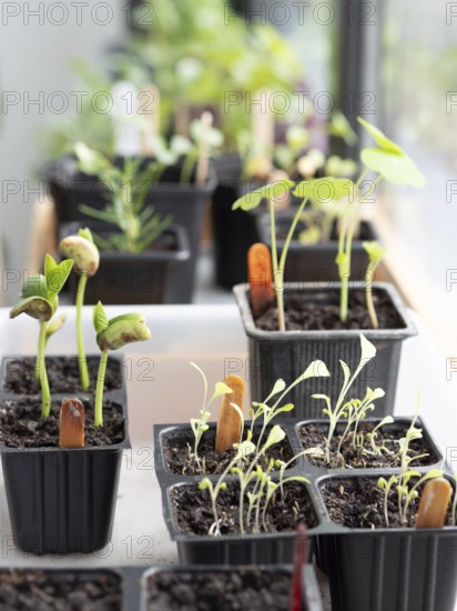 Aromatic and edible plants growing in small pots on a windowsill, promoting home gardening and sustainable living