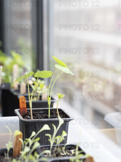 Seedlings of aromatic and edible plants growing in small pots on a windowsill