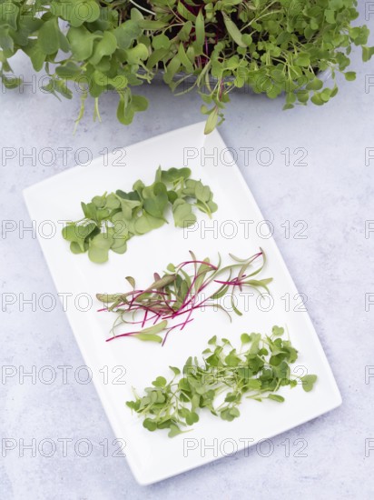 Homegrown microgreens of arugula, beetroot and radishes arranged on a white plate, promoting healthy eating habits