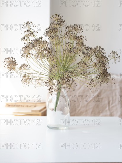 Minimalist composition featuring dried dill flowers in a glass bottle, placed on a white table, creating a simple and elegant arrangement