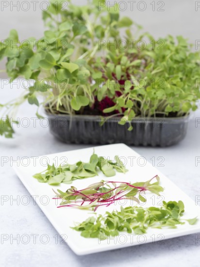Homegrown microgreens of arugula, beetroot, and radishes, providing fresh ingredients for a healthy salad