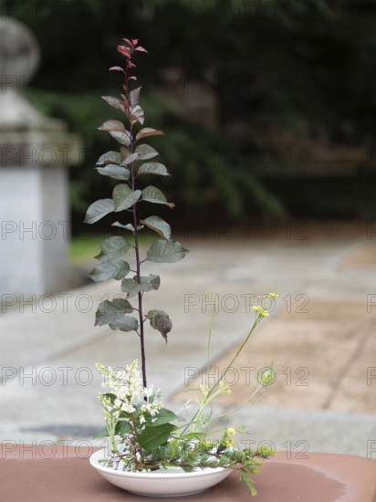 Delicate ikebana flower arrangement featuring red leaves, white flowers, and greenery in a white bowl, showcasing the art of japanese floral design