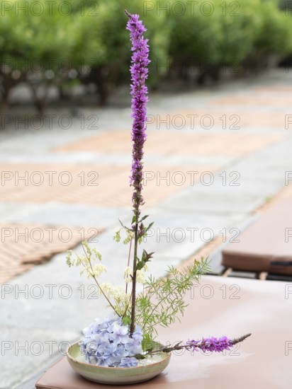 Beautiful ikebana flower arrangement with purple loosestrife and hydrangea in a ceramic bowl, perfect for home decoration and special events