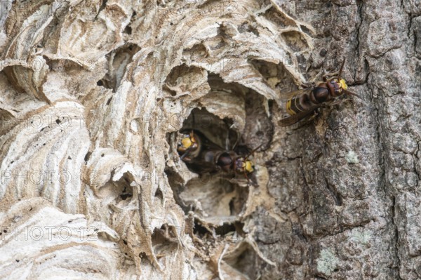 Hornissen (Vespa crabro), Emsland, Lower Saxony, Germany