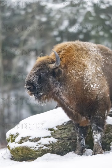European bison (Bison bonasus) or Wisent standing on a meadow next to the forest in winter, snow, Bavaria, Germany