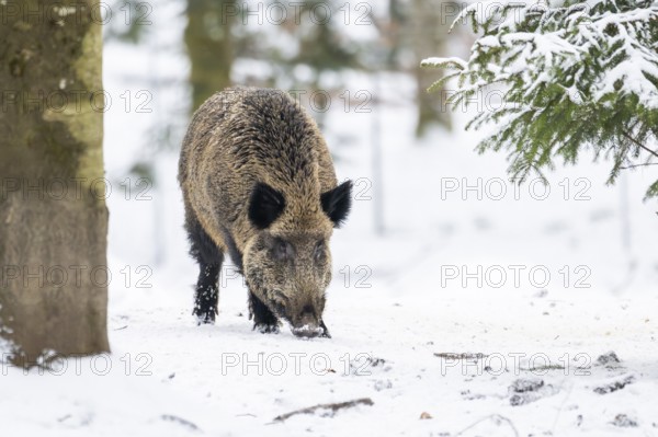 Wild boar (Sus scrofa) standing in a forest in winter, snow, Bavaria, Germany