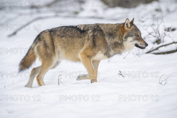 European gray wolf (Canis lupus lupus) walking in a forest in winter, snow, Bavaria, Germany