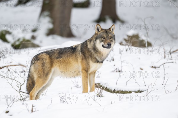 European gray wolf (Canis lupus lupus) standing in a forest in winter, snow, Bavaria, Germany