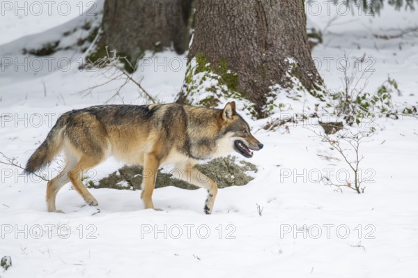 European gray wolf (Canis lupus lupus) walking in a forest in winter, snow, Bavaria, Germany