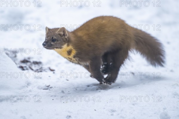 European pine marten (Martes martes) running in the snow in winter, National Park Bavarian Forest, Bavaria, Germany