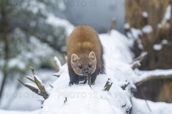 European pine marten (Martes martes) standing in the snow in winter, National Park Bavarian Forest, Bavaria, Germany
