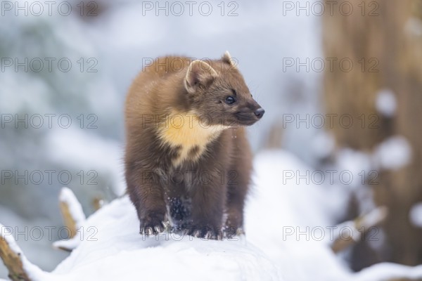 European pine marten (Martes martes) running in the snow in winter, National Park Bavarian Forest, Bavaria, Germany