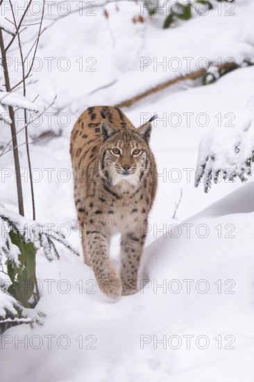 Eurasian lynx (Lynx lynx) walking in a forest in winter, snow, Bavaria, Germany