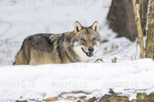 European gray wolf (Canis lupus lupus) standing in a forest in winter, snow, Bavaria, Germany