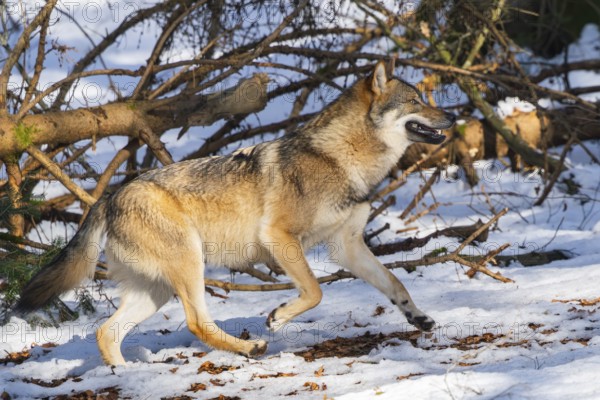 European gray wolf (Canis lupus lupus) walking in a forest in winter, snow, Bavaria, Germany
