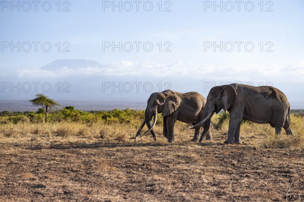 Two African elephants (Loxodonta africana) in a picturesque landscape with the summit of Mount Kilimanjaro, the famous Super Tusker elephant Craig and Pascal, old male with long tusks, in atmospheric evening light, Kajiado County, Kenya