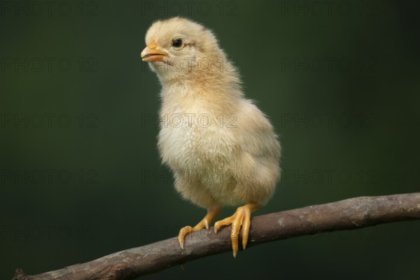 Newborn chick standing on a tree branch