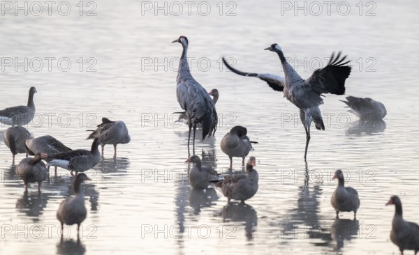 Cranes (Grus grus), cranes and gray geese (Anser anser) stand in the shallow water zone of a lake, haze, fog, Lower Saxony, Germany