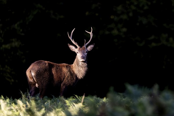 Red deer at the rutting 2025, London, Great Britain