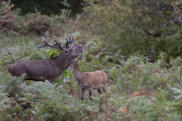 Red deer at the rutting 2025, London, Great Britain