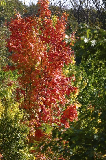 Autumn colors, Golden October, Germany