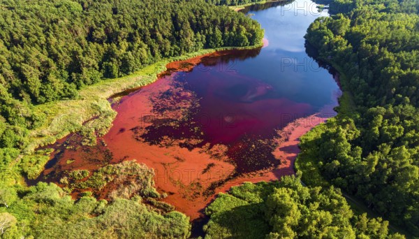 Red algae plant on the lake. abstract ecology nature concept, wild landscape with vibrant red colored water and green forest on a sunny day in summer, Aerial view, wilderness nature with no people around, AI generated
