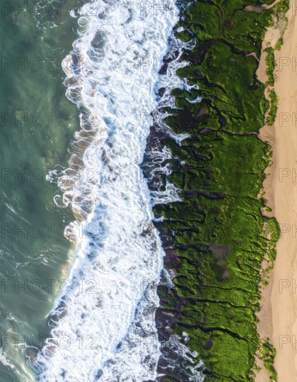 Green algae on the sandy shore of an ocean. Fascinating phenomenon of wild coastline with green plants, white sands, stone, blue water and cliffs, Aerial view of a beautiful abstract unreal and textured landscape, AI generated